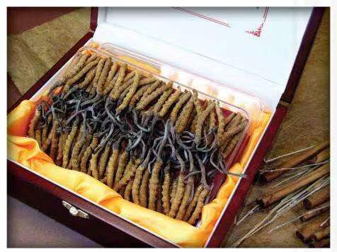 平塘冬虫夏草回收